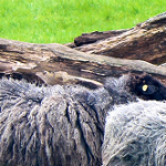 Wie erkenne ich schwarze Schafe im Neuromarketing?